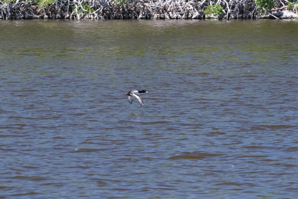 Lesser Scaup - ML615246742