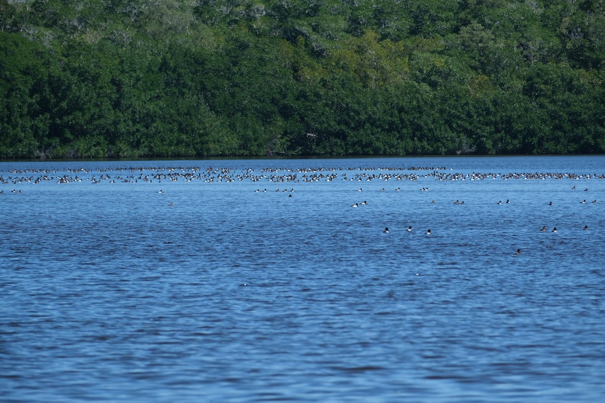 Lesser Scaup - Ruben Rodriguez