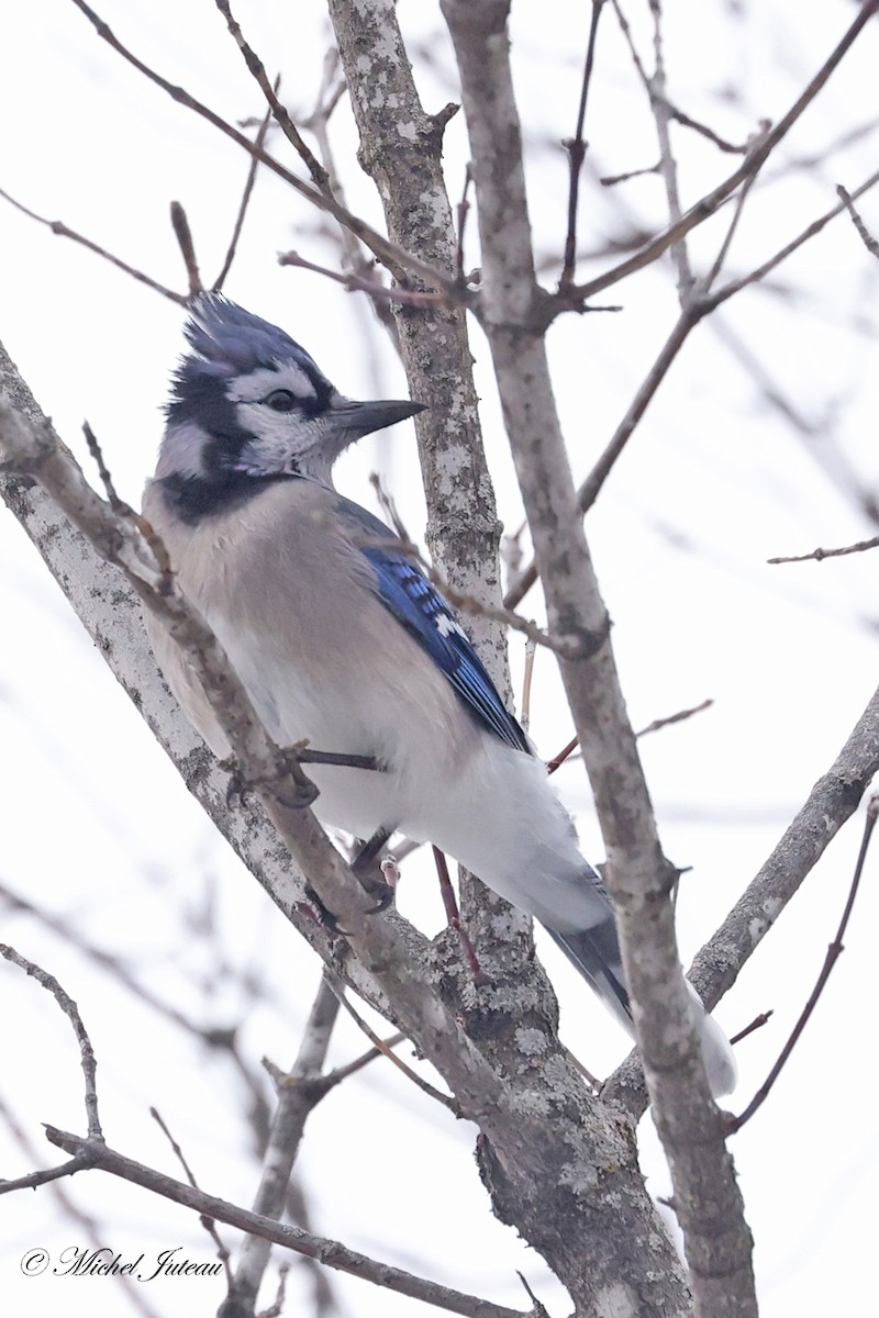 Blue Jay - ML615246754