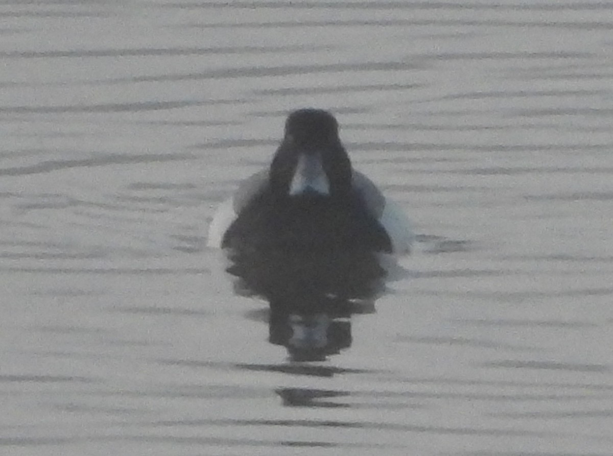 Greater Scaup - Mark DiGiovanni