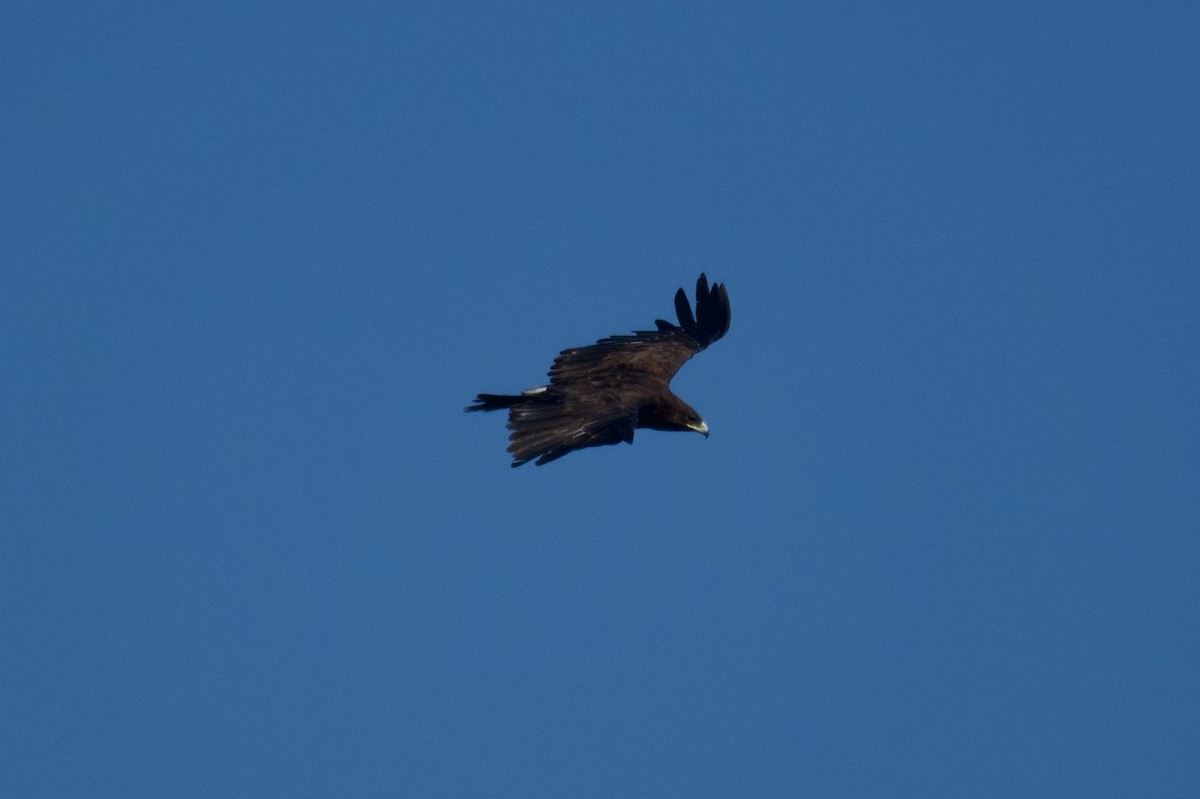 Greater Spotted Eagle - ML615246772