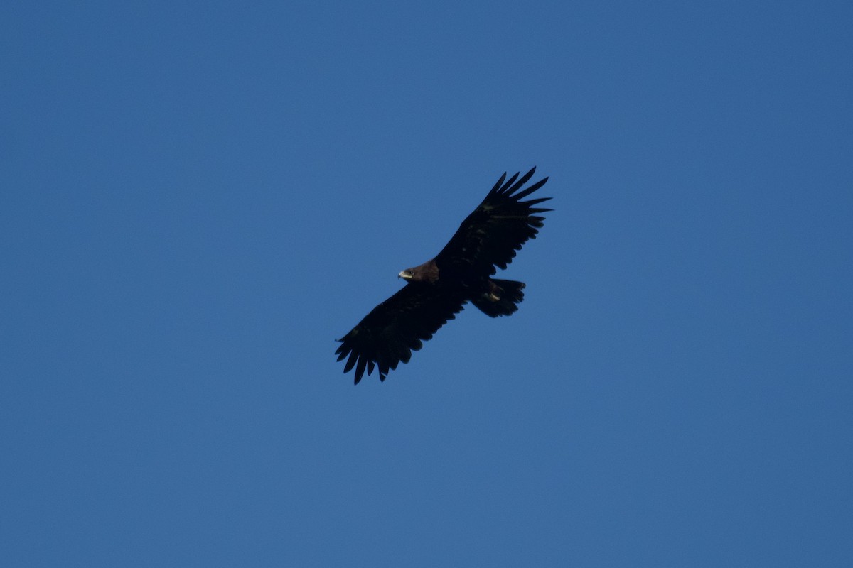 Greater Spotted Eagle - ML615246773