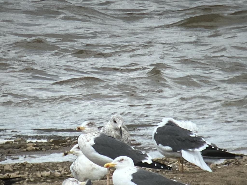 Herring Gull - ML615246791