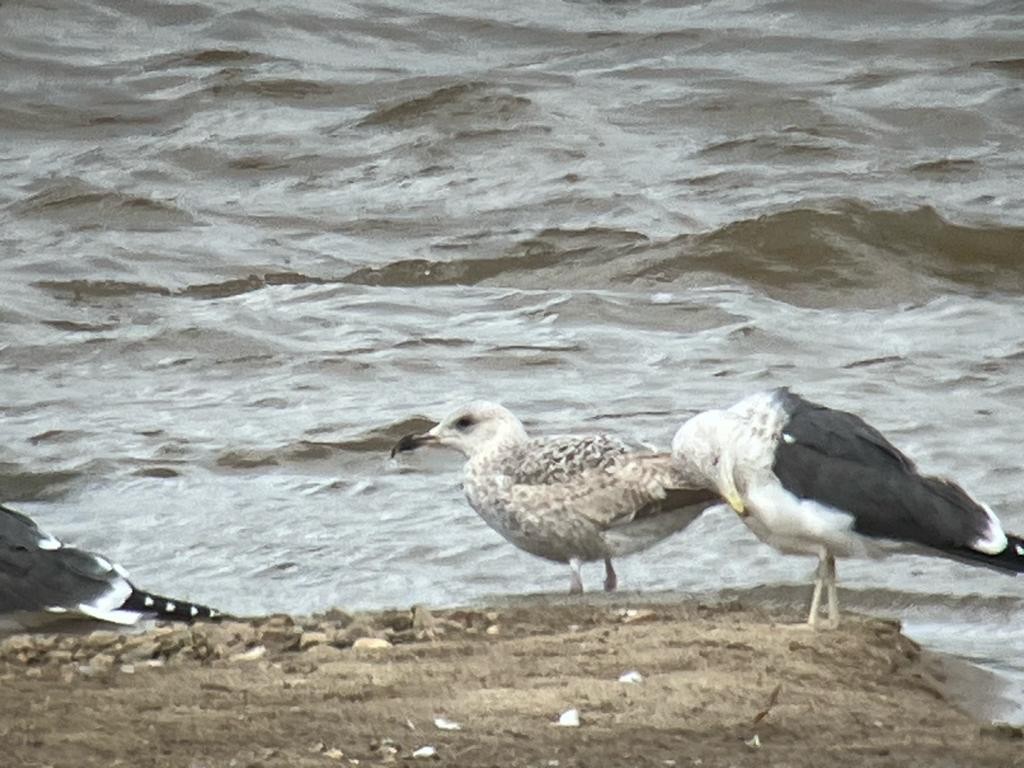 Herring Gull - Lorenzo Alcántara Cáceres