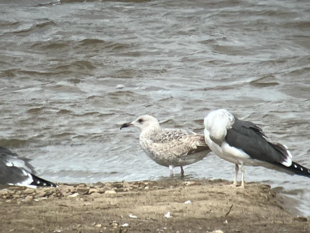 Herring Gull - Lorenzo Alcántara Cáceres