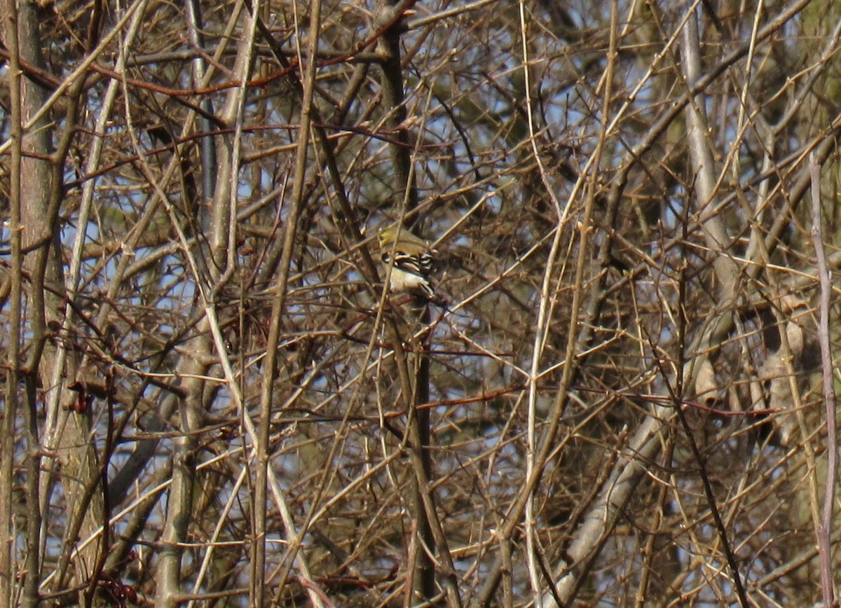 American Goldfinch - ML615246809