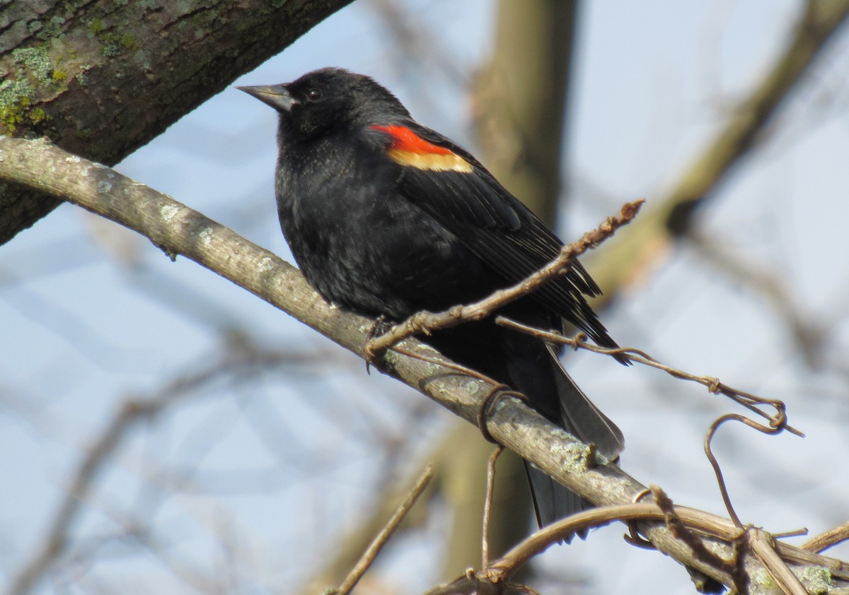 Red-winged Blackbird - ML615246828