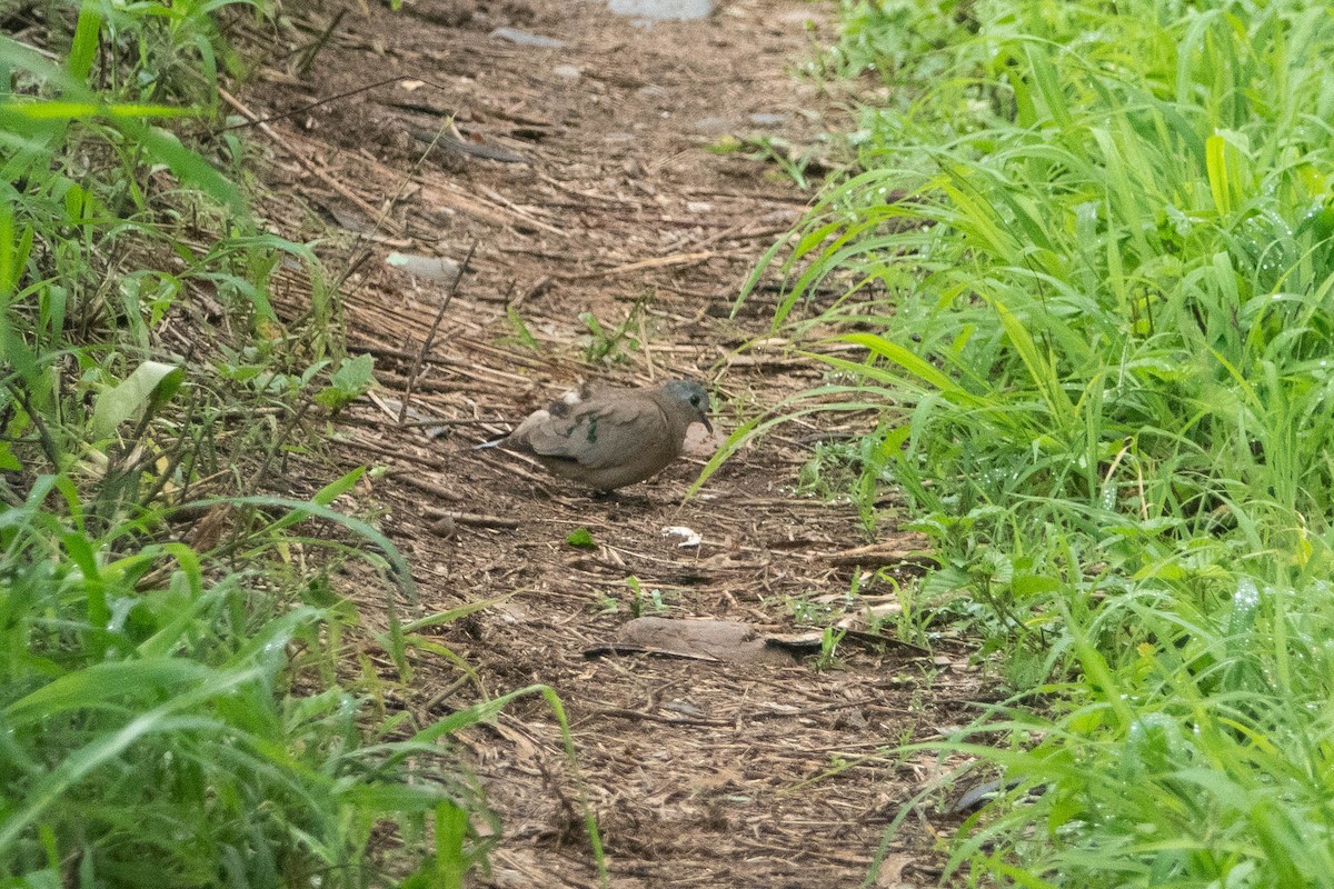 Emerald-spotted Wood-Dove - ML615246889