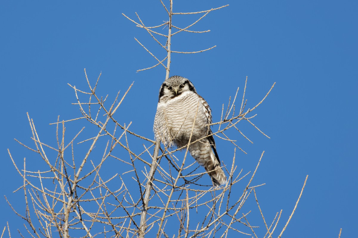 Northern Hawk Owl - Hang Ye