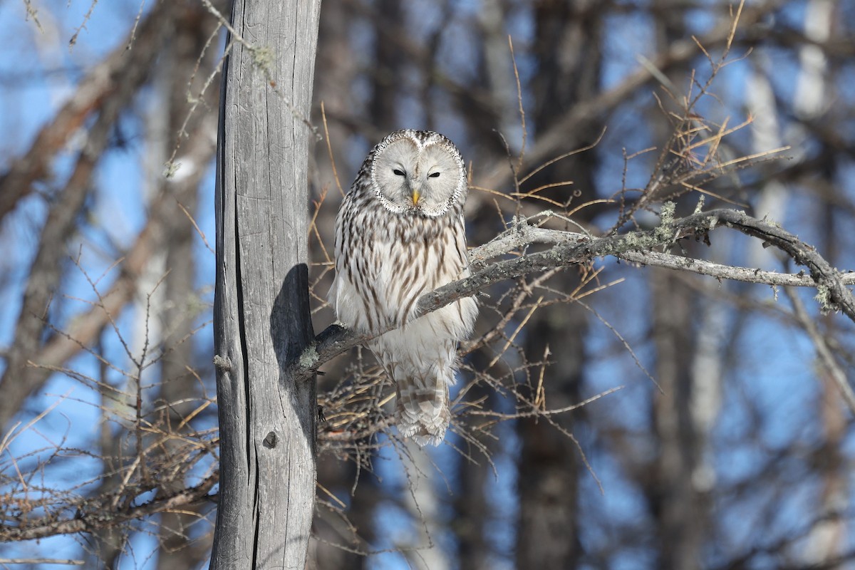 Ural Owl (Ural) - Hang Ye