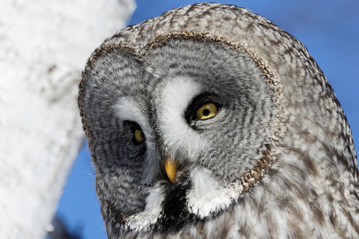 Great Gray Owl - Hang Ye