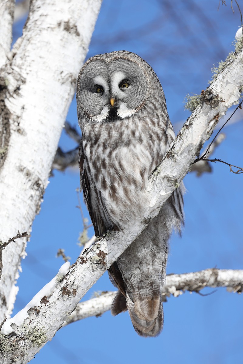 Great Gray Owl - ML615246899