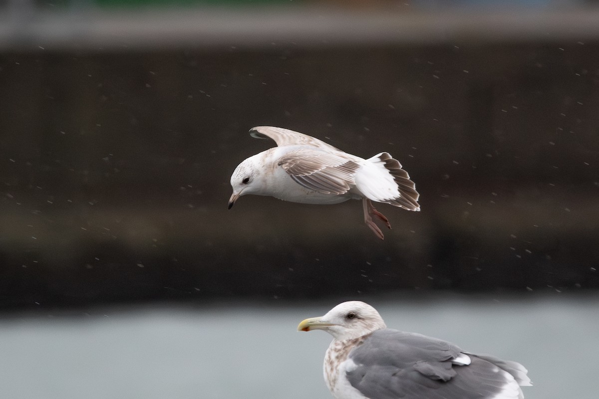 Common Gull (Russian) - ML615246928