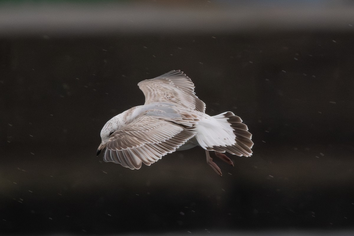 Common Gull (Russian) - ML615246939