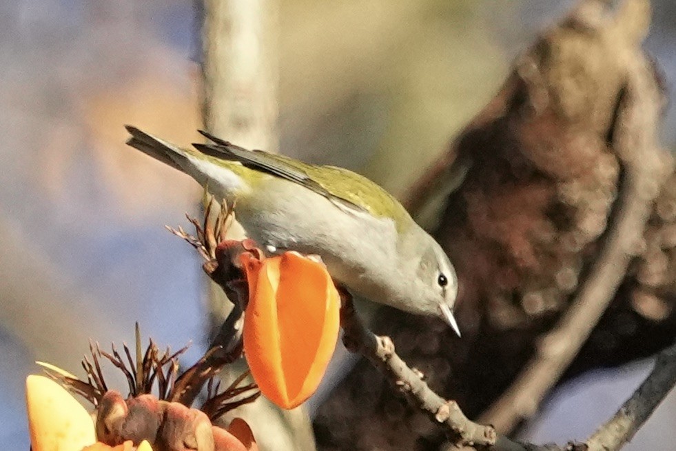 Tennessee Warbler - Christopher Carlson