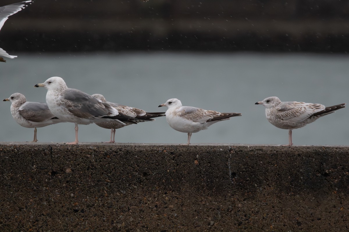 Common Gull (Russian) - ML615246953