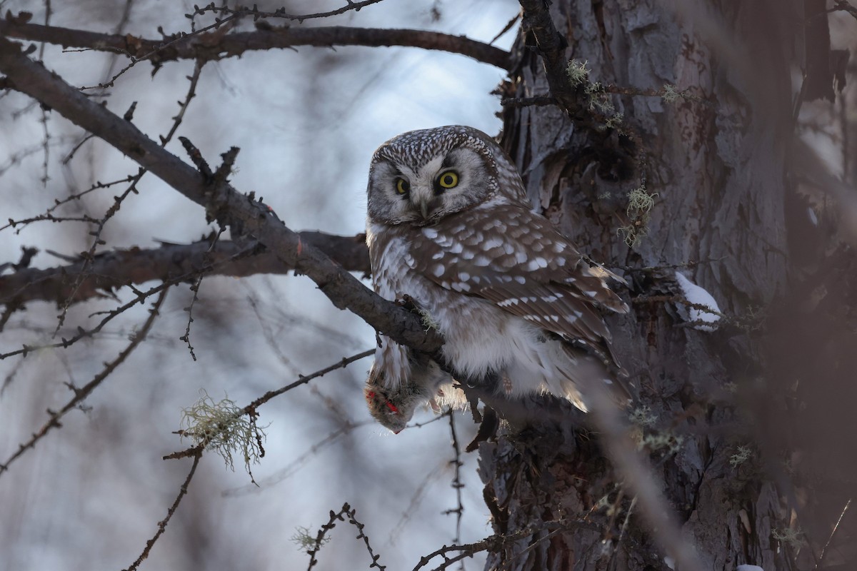 Boreal Owl - Hang Ye