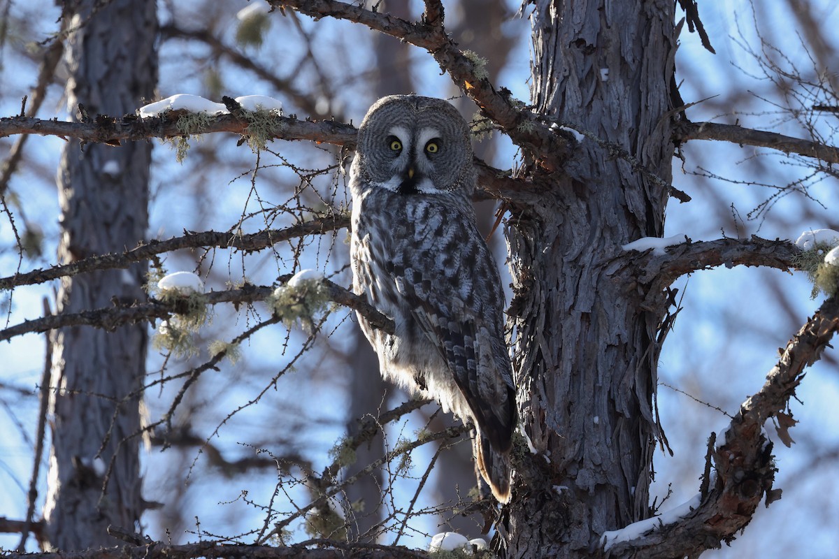 Great Gray Owl - ML615246971