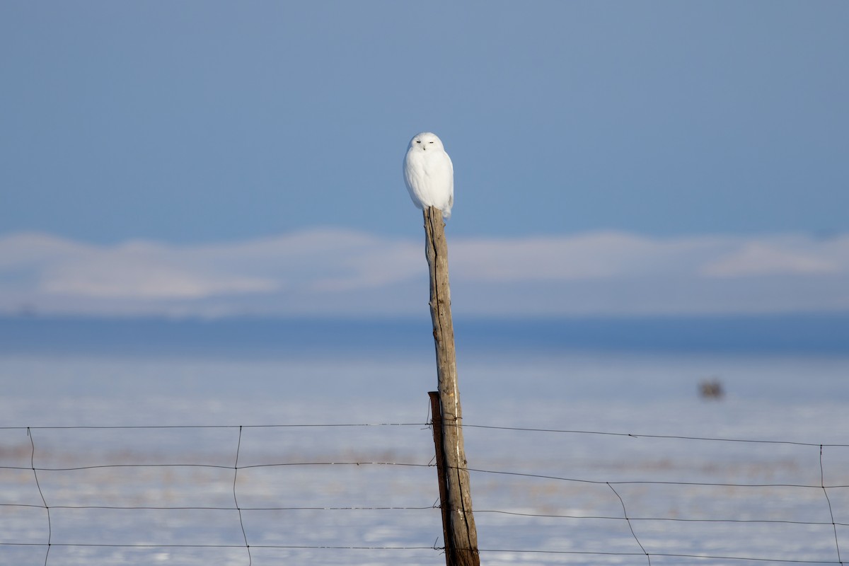 Snowy Owl - Hang Ye