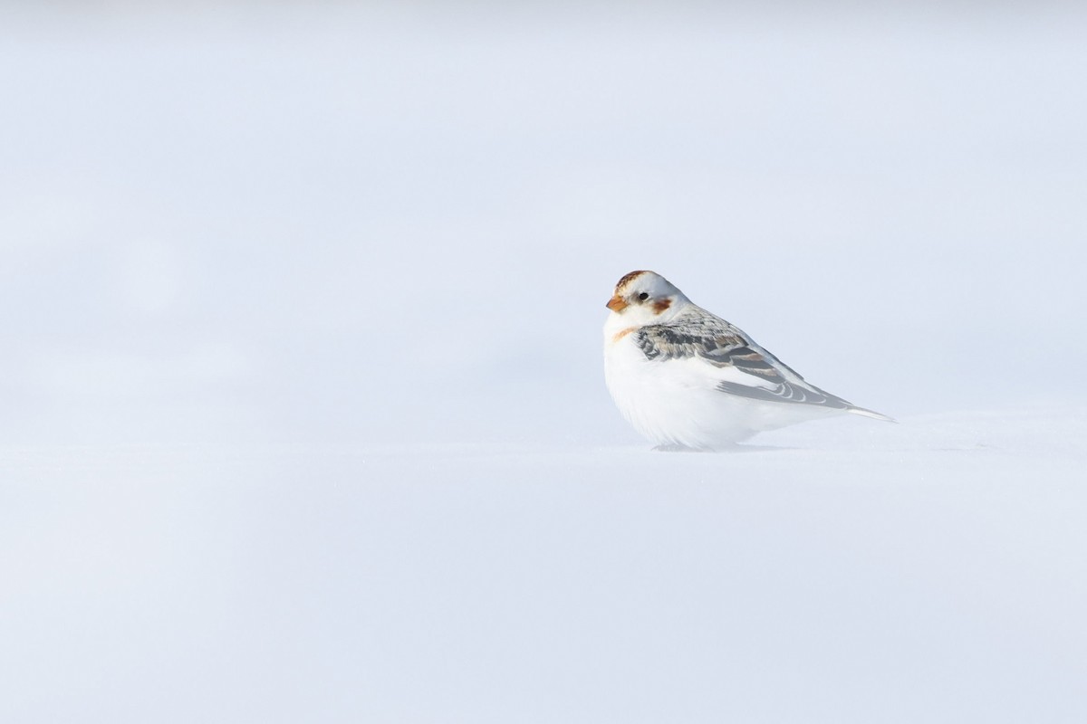 Snow Bunting - Hang Ye