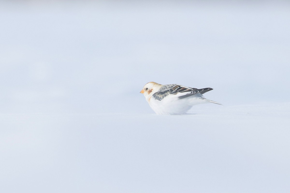 Snow Bunting - ML615247014