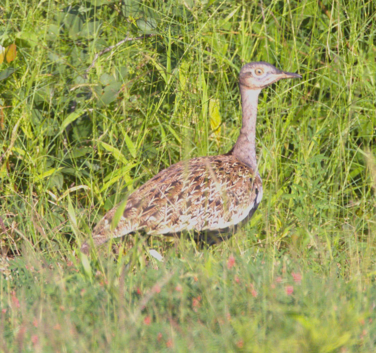 Red-crested Bustard - Ethie Ziselman