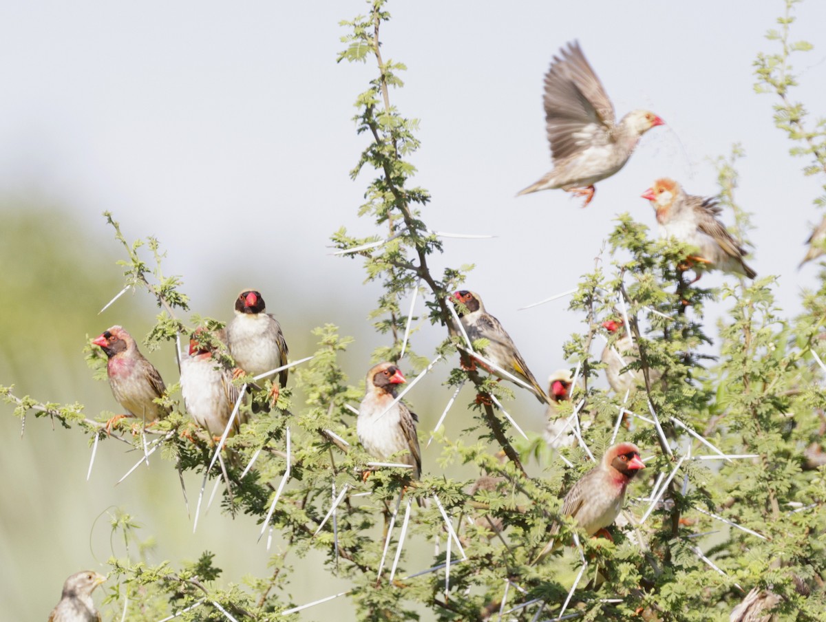 Red-billed Quelea - Ethie Ziselman