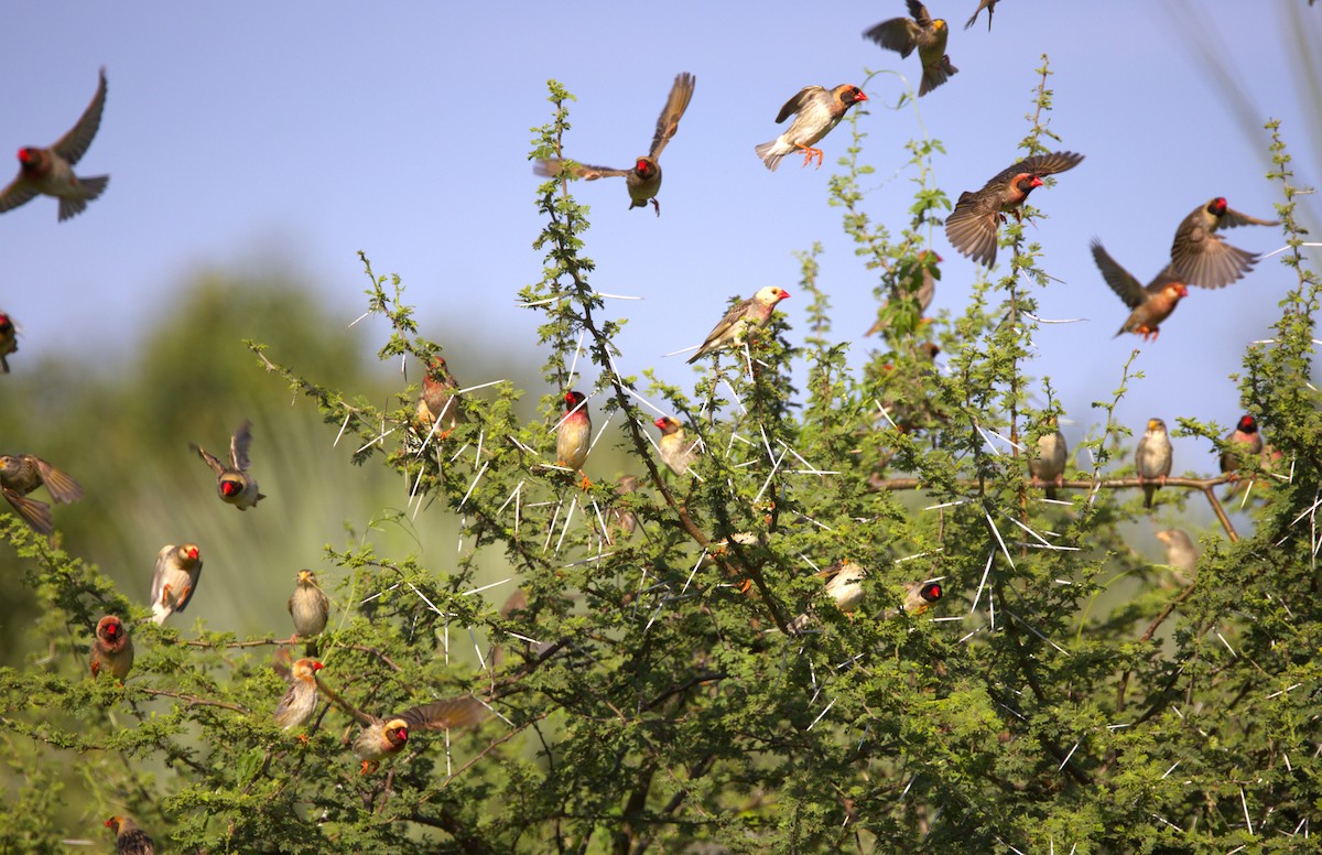 Red-billed Quelea - Ethie Ziselman