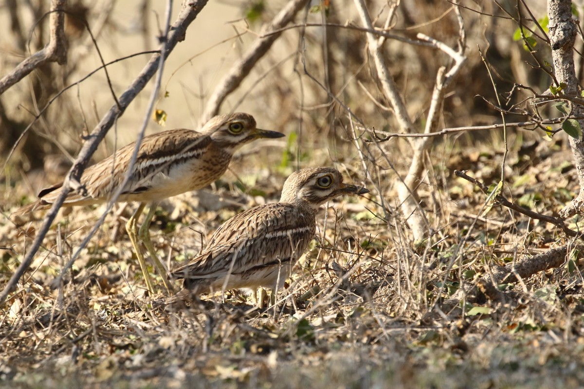 Indian Thick-knee - ML615247117
