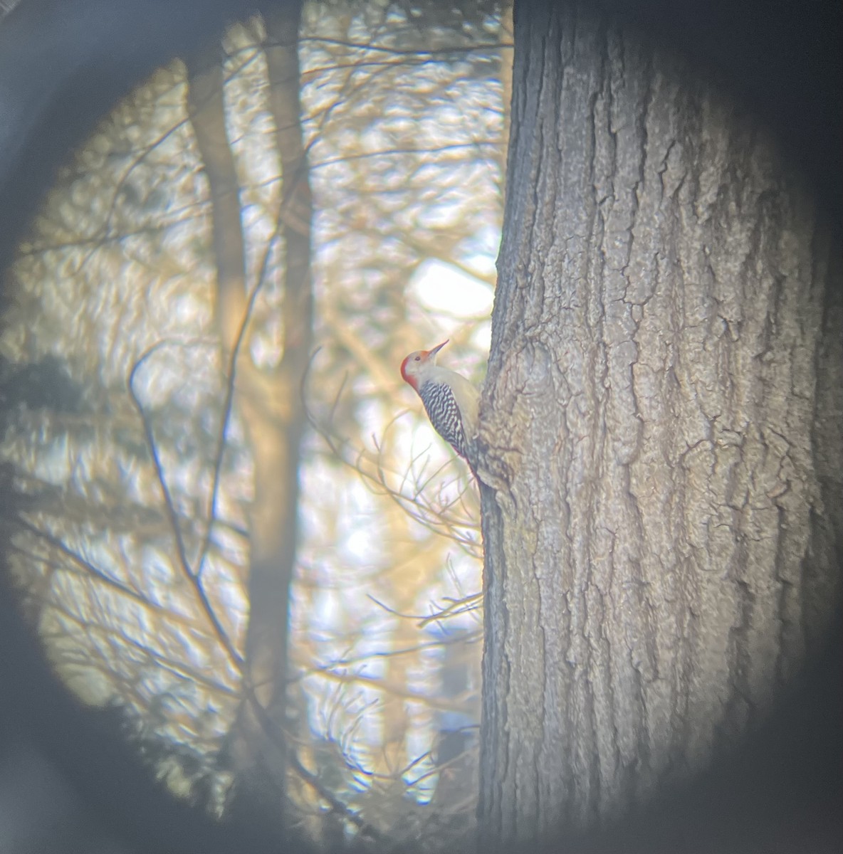 Red-bellied Woodpecker - Stuart Hayes