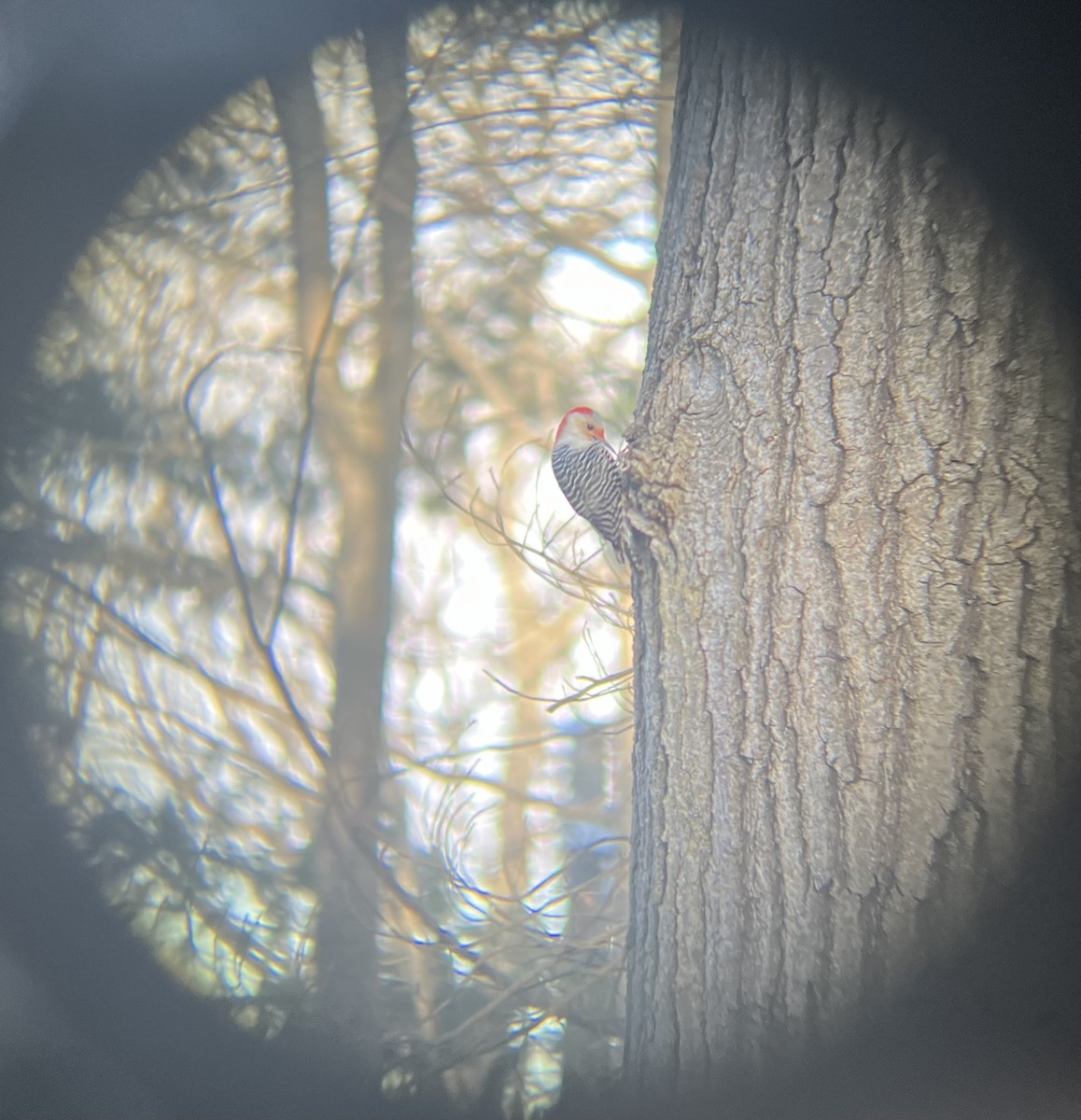 Red-bellied Woodpecker - ML615247139