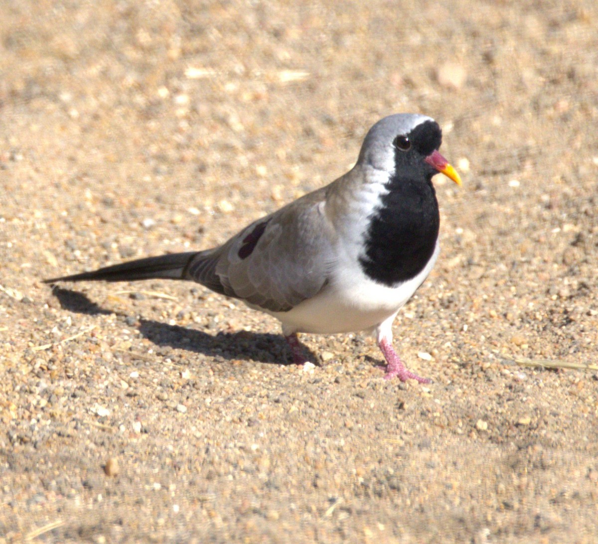 Namaqua Dove - Ethie Ziselman