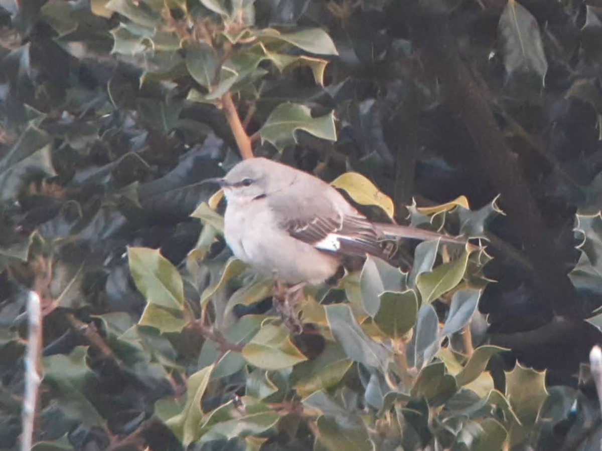 Northern Mockingbird - ML615247186