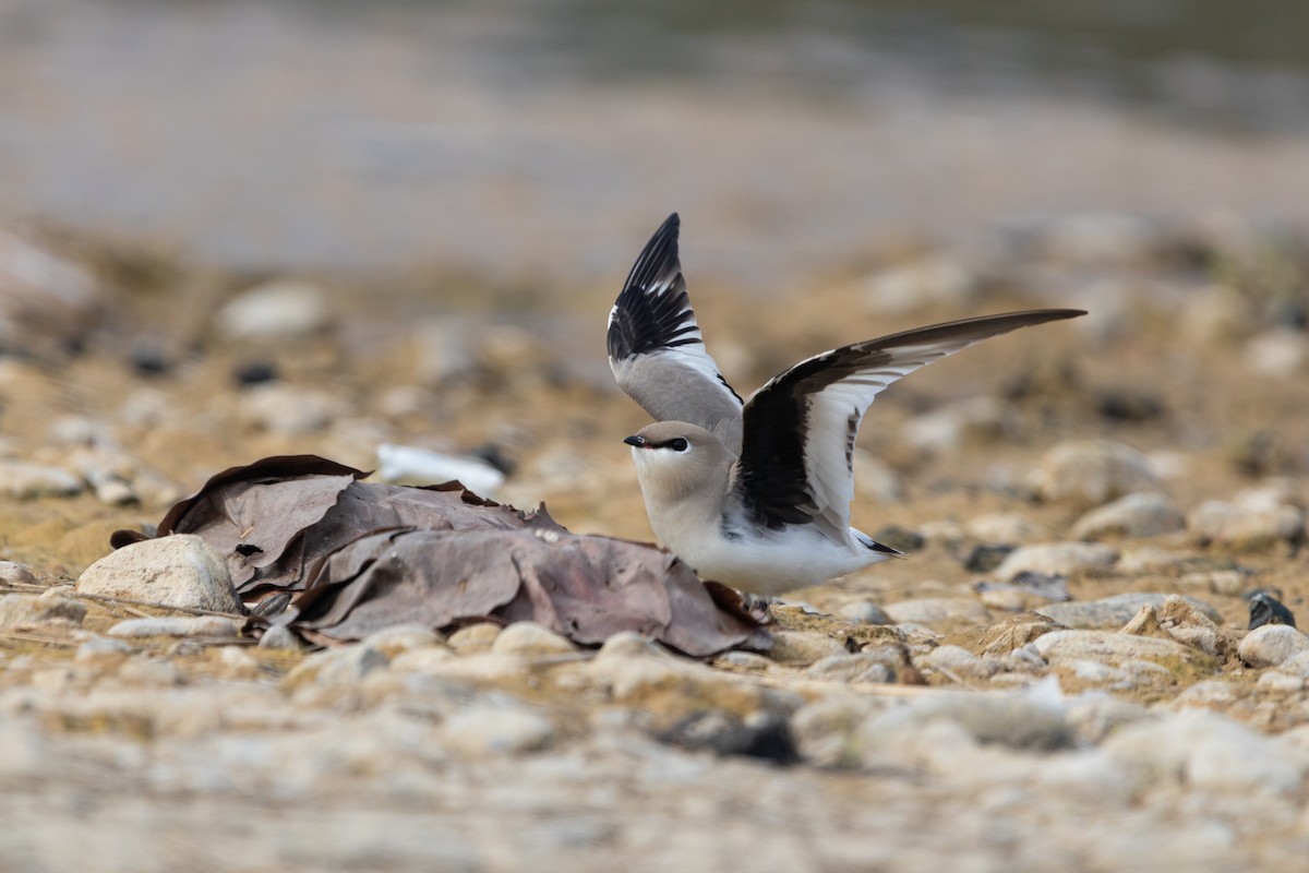 Small Pratincole - ML615247205