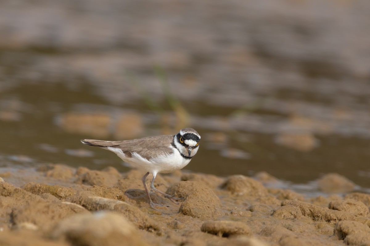 Little Ringed Plover - ML615247242