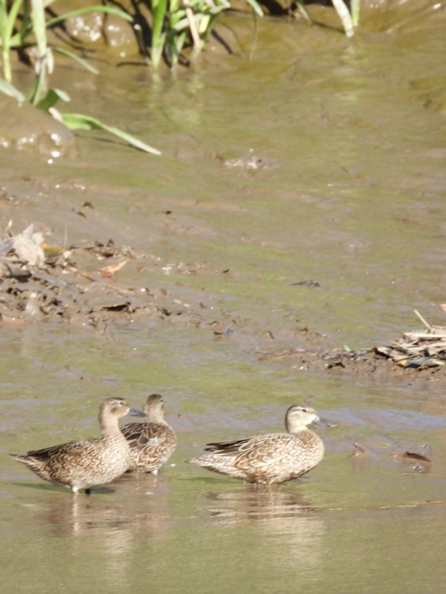 Blue-winged Teal - ML615247253