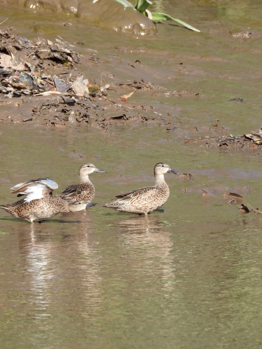 Blue-winged Teal - José Vargas Mena