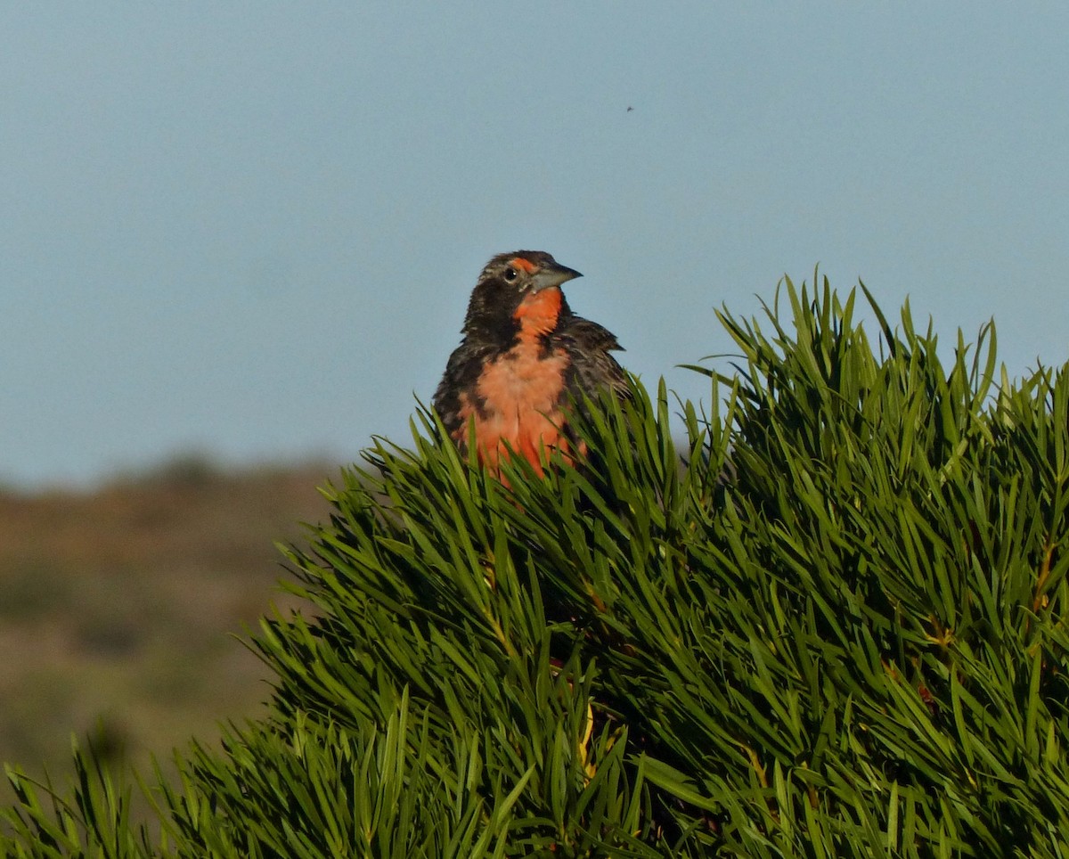 Long-tailed Meadowlark - ML615247303