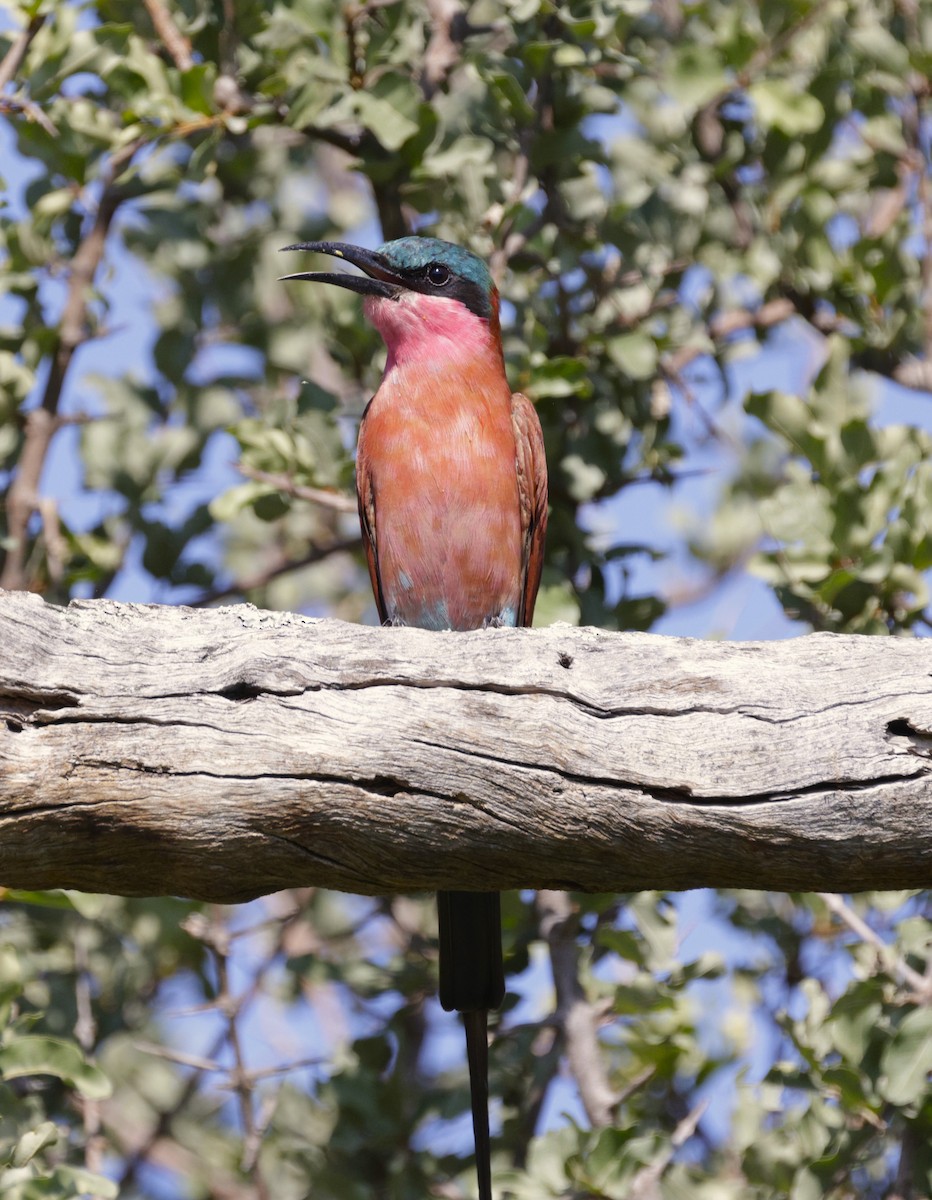 Southern Carmine Bee-eater - ML615247327