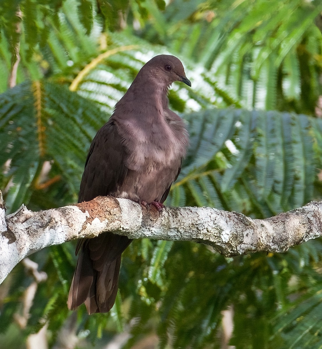 Ruddy Pigeon - ML615247377