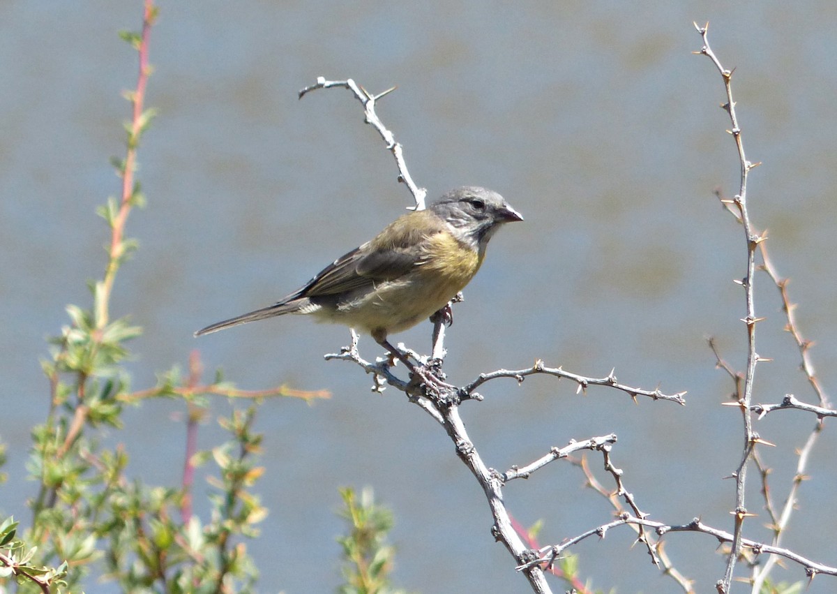 Gray-hooded Sierra Finch - ML615247378