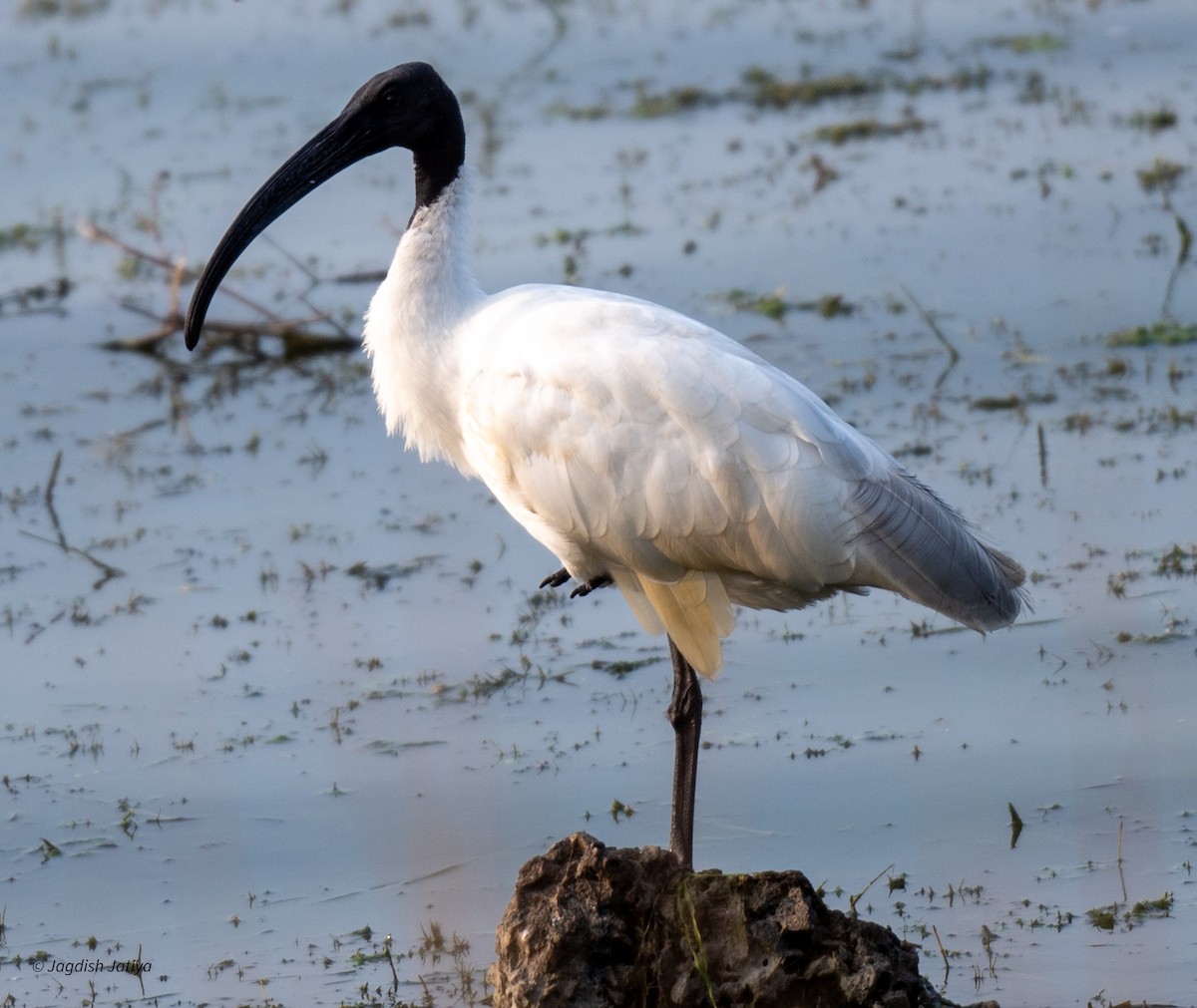 ibis černohlavý - ML615247394