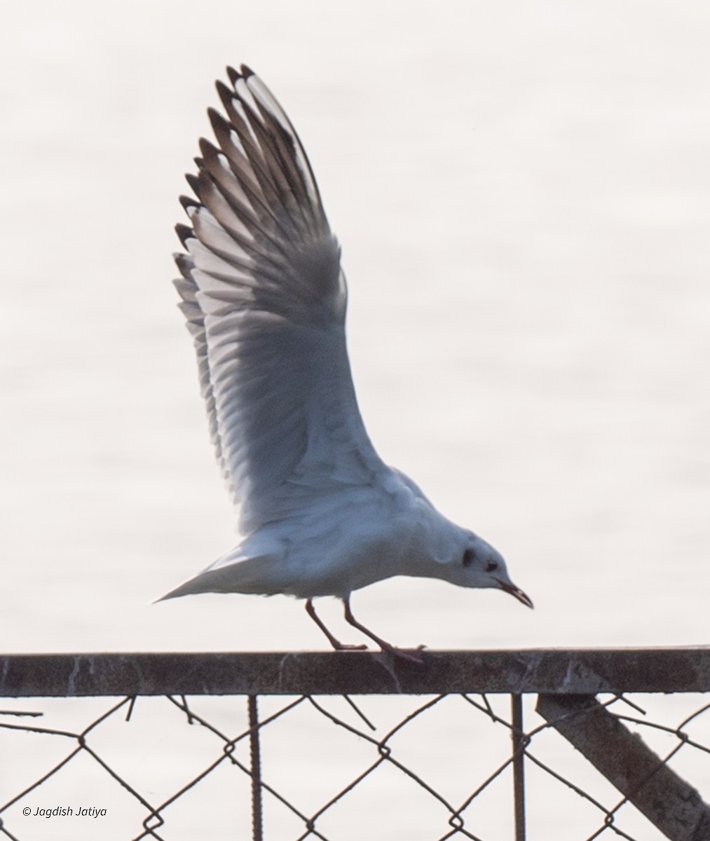 Mouette rieuse - ML615247399