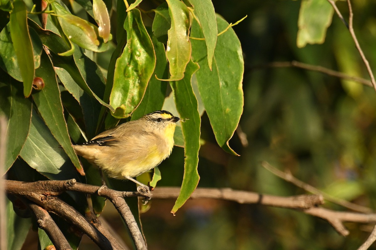 Striated Pardalote - ML615247465