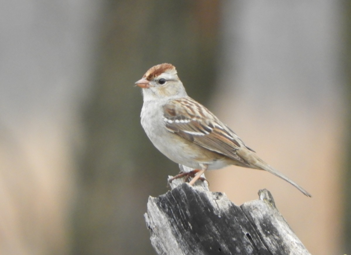 White-crowned Sparrow - Joe Neal