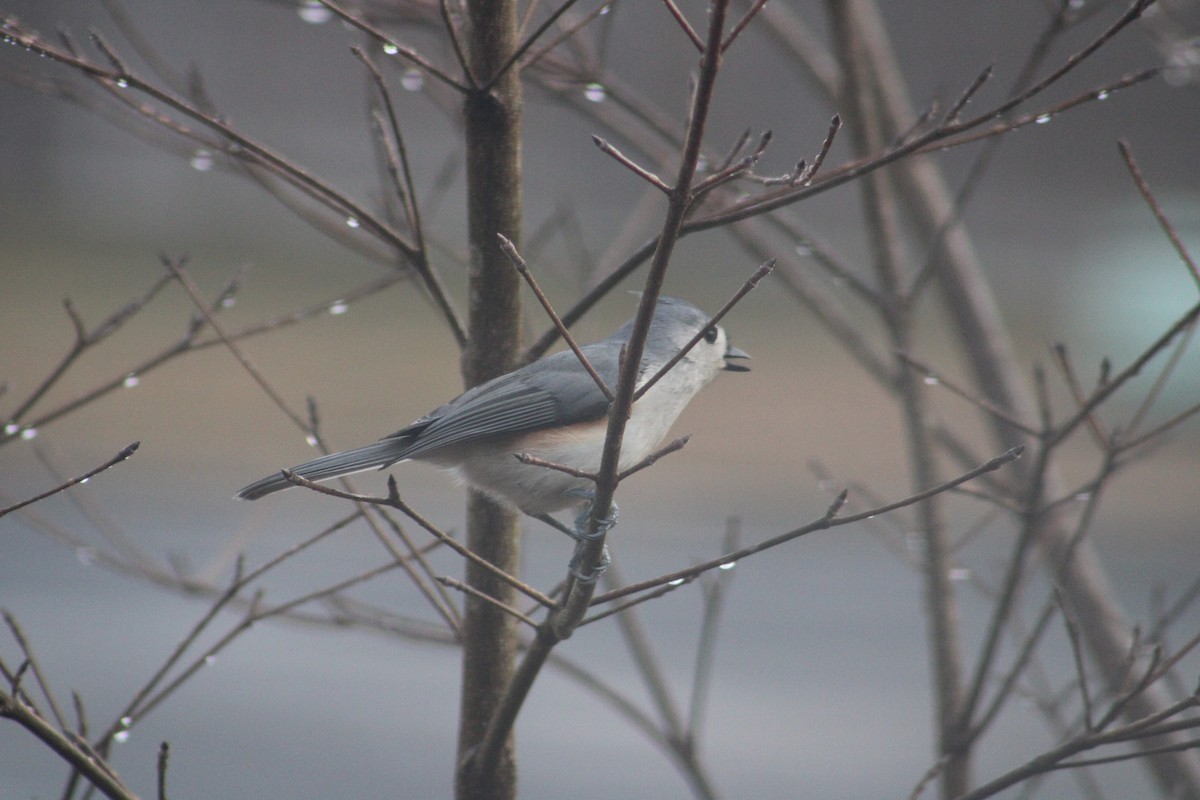 Tufted Titmouse - ML615247504