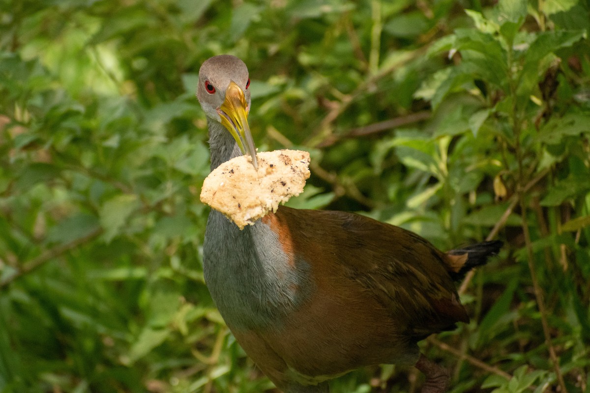 Giant Wood-Rail - ML615247520