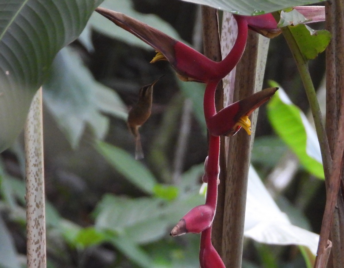 Пестрогорлый колибри-отшельник - ML615247531