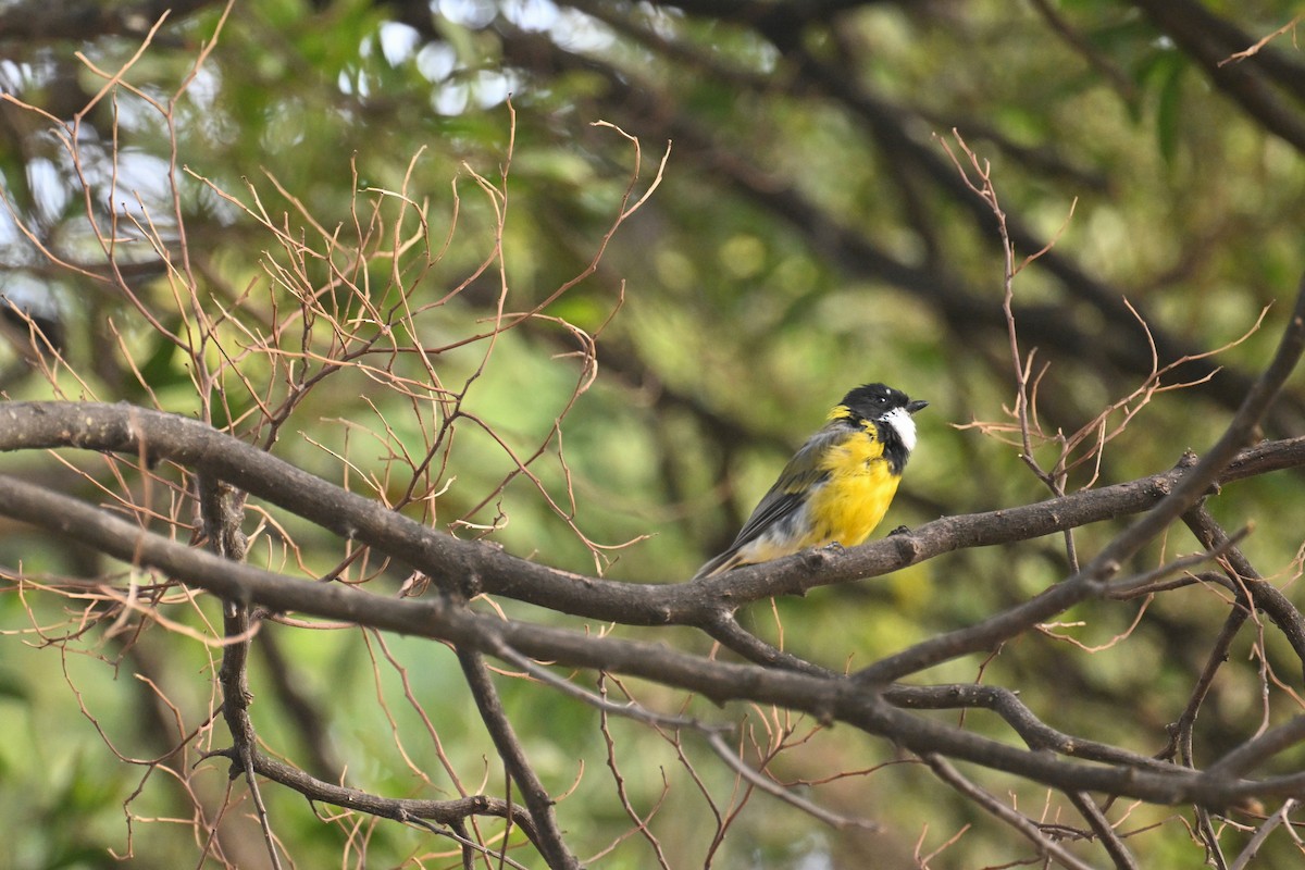 Golden Whistler - ML615247553