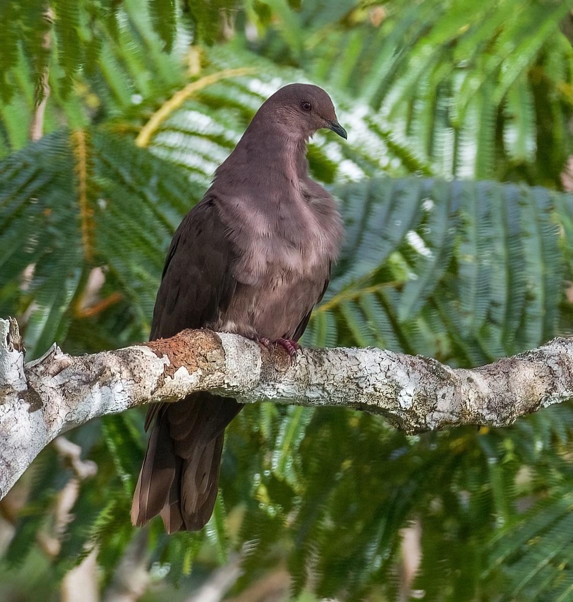 Ruddy Pigeon - José Martín